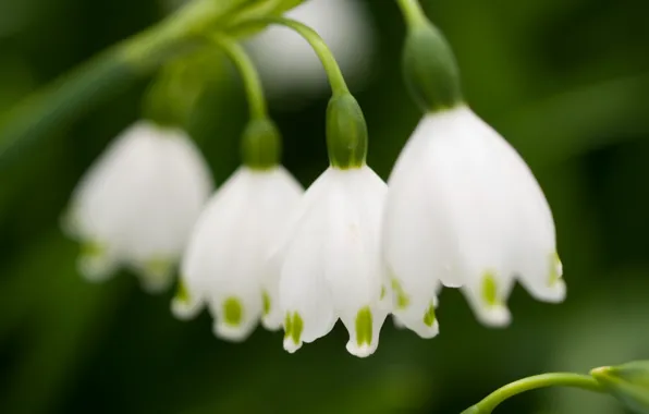 White, lilies of the valley, odorous