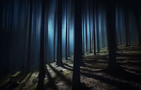 Picture forest, trees, twilight