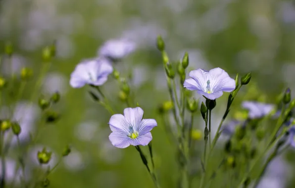 Picture flowers, background, Wallpaper, petals, wildflowers, len, blue flower, blue flowers