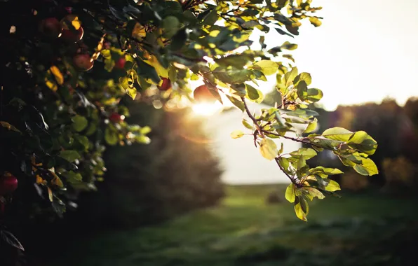 Picture the sun, glare, foliage, the evening, sky, nature, tree, apples