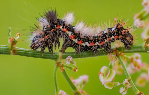 Macro, caterpillar, green background