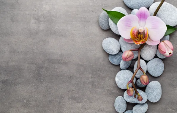 Stones, Orchid, pink, flowers, orchid