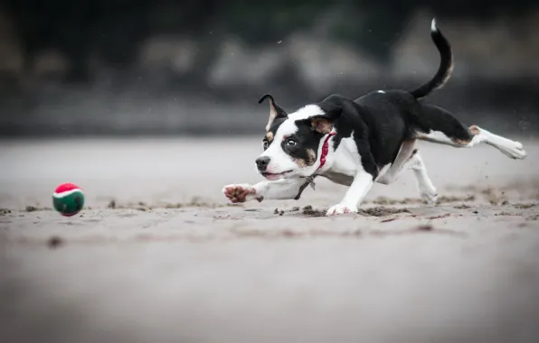 The game, the ball, dog
