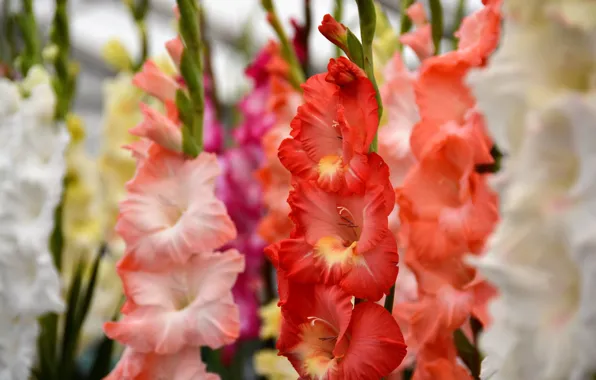 Flowers, bouquet, pink, orange, a lot, gladiolus