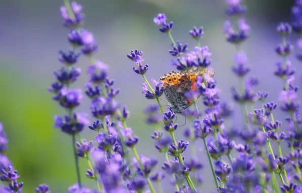 Macro, flowers, nature, butterfly, lavender