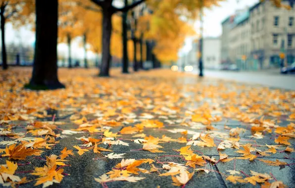 Road, autumn, leaves, trees, the city, street, yellow, pavers