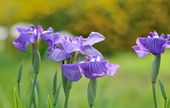 Flowers, irises, flowering, blue