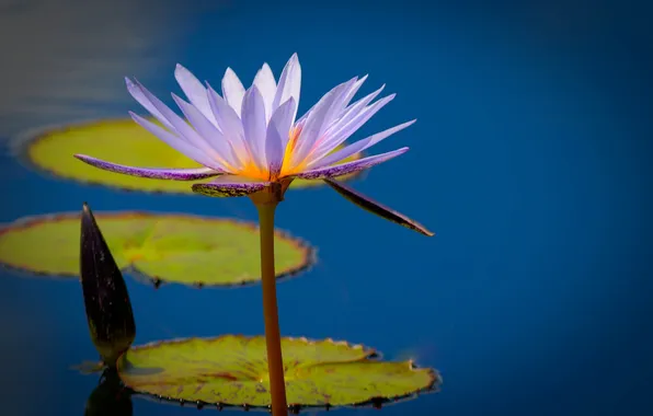 Picture leaves, Lily, petals, pond