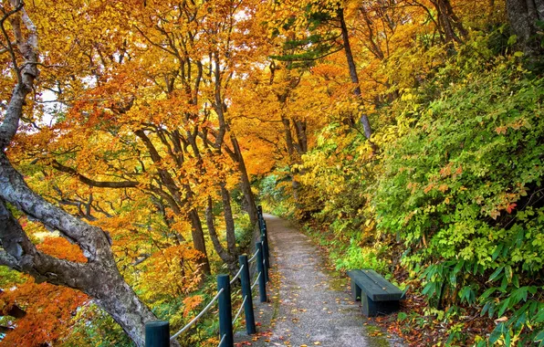 Trees, bench, Park, foliage, Autumn, path