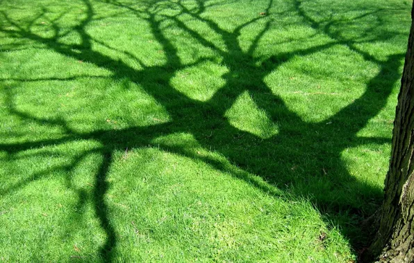 Greens, trees, shadow