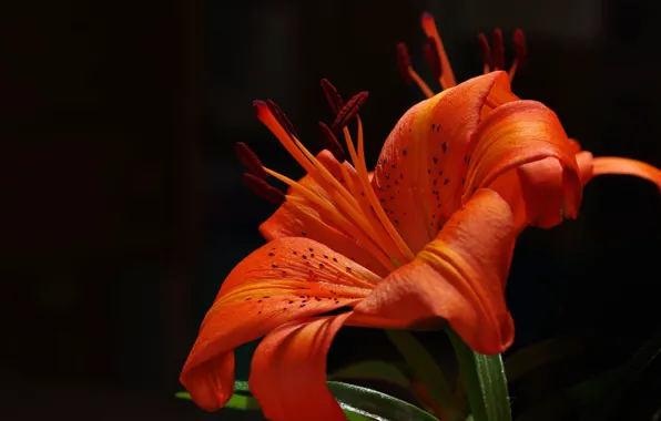 Picture flower, background, Lily, petals