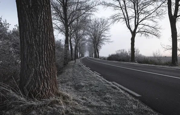 Frost, road, trees