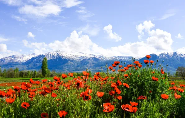 Picture the sky, the sun, clouds, trees, flowers, mountains, Maki, valley