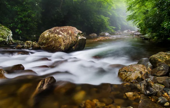 Picture forest, water, trees, nature, river, stones, for