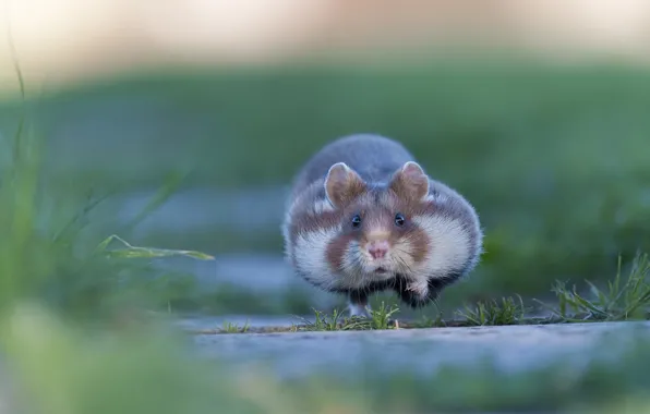 Speed, hamster, runs