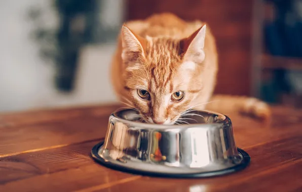Cat, cat, red, bowl, food, meal