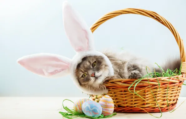 Picture cat, look, grey, muzzle, lies, ears, korhinta