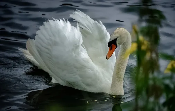 White, bird, Swan, pond, swimming