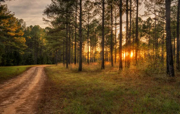 Picture road, forest, grass, trees, sunset, the evening