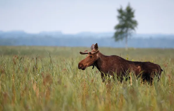 Picture field, the sky, trees, nature, moose