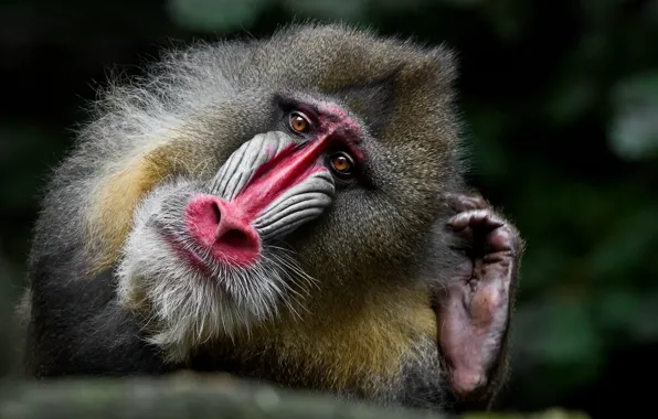 Picture portrait, monkey, Mandrill