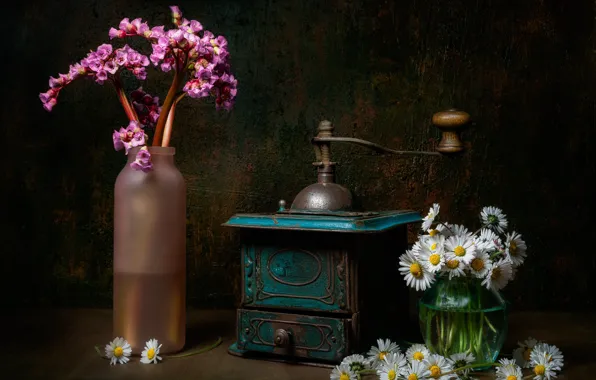 Flowers, the dark background, table, wall, bottle, chamomile, still life, bouquets
