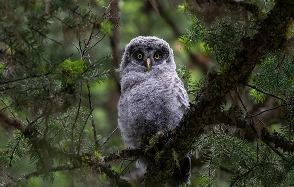 Picture forest, look, branches, owl, bird, needles, bokeh, owl