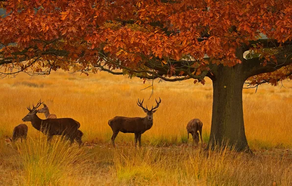 Autumn, England, London, deer, Richmond Park