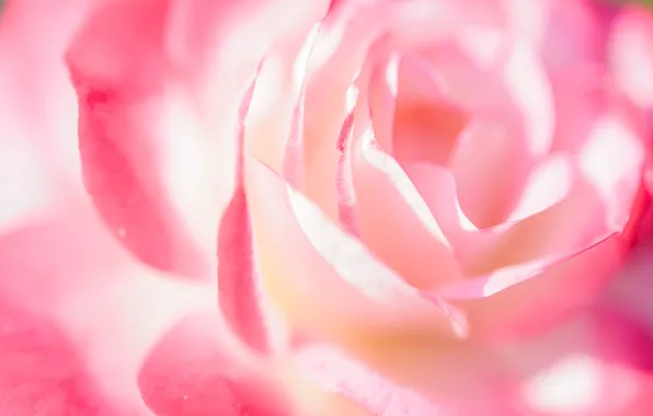 Macro, tenderness, roses, petals
