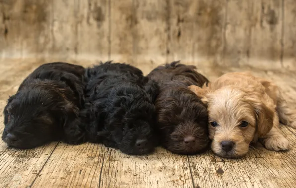 Puppies, kids, Spaniel, Quartet, cute