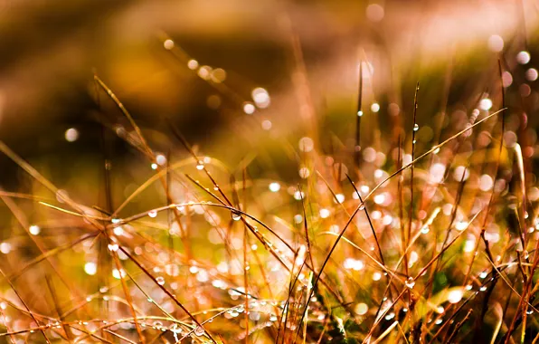 Picture grass, water, drops, macro, Rosa
