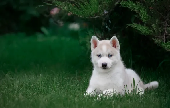 Picture grass, puppy, husky