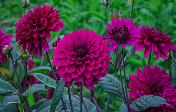 Summer, flowers, dahlias