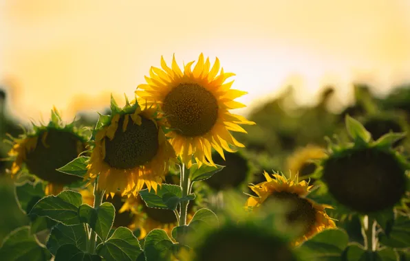 Field, summer, the sun, light, sunflowers, flowers, yellow, garden