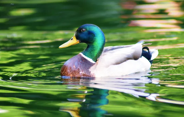 Picture water, bird, duck, bright colors, pond, swimming