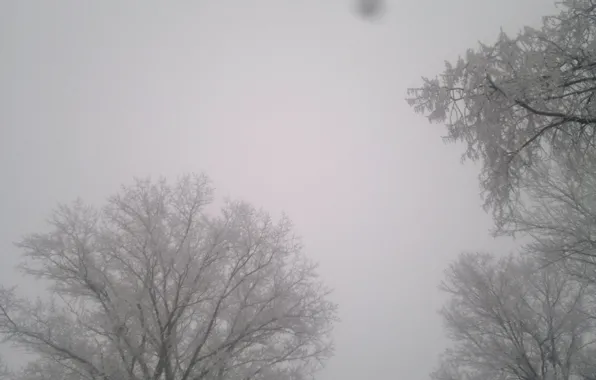 Trees, in the snow, Winter, UFO