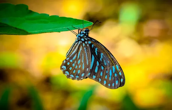 Sheet, microsemi, butterfly, wings, insect, beautiful, closeup