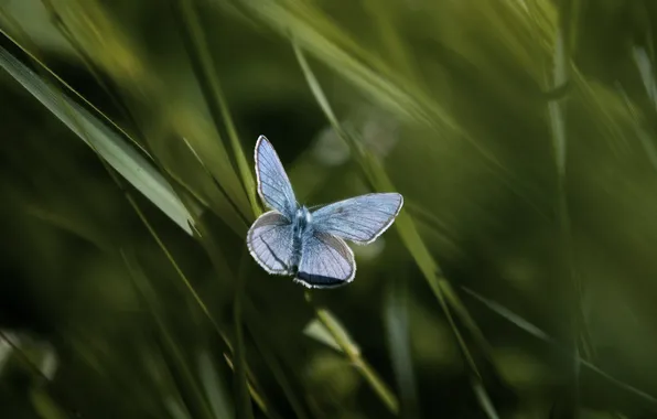 Picture butterfly, blue, Rhopalocera