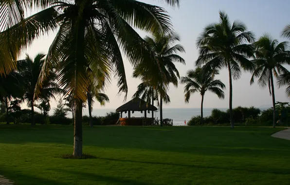 Grass, landscape, travel, palm trees, stay, island, morning, China