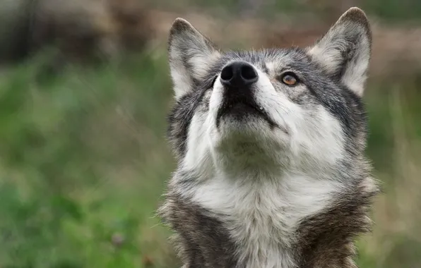 Picture look, background, wolf, predator, fur