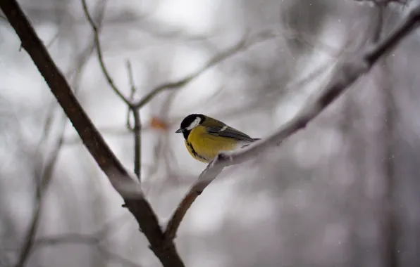 Winter, bird, tit