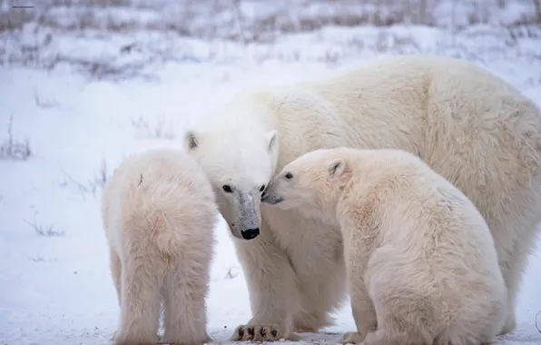 Bears, Arctic, bear, Polar bears, Polar bears