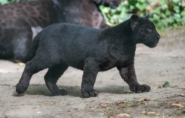 Picture kitty, predator, Panther, profile, cub, wild cat, black Jaguar