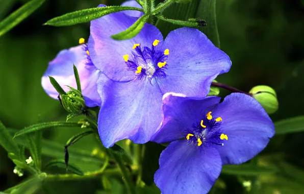 Picture macro, Flowers, petals, flowers, macro, purple