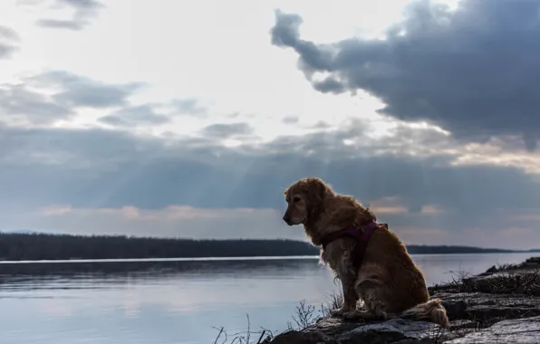 Picture river, each, dog, dog