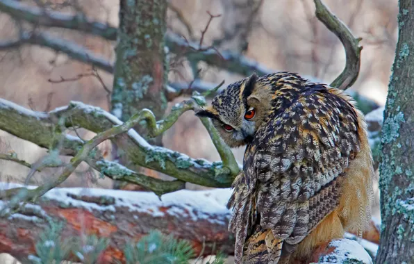 Picture trees, branches, bird, owl