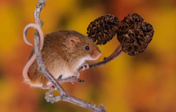 Background, mouse, mouse, the tail hook