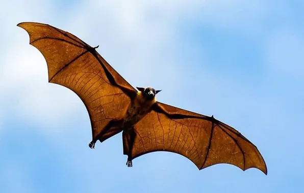 Picture flying, animal, wildlife, Gliding, Fruit Bat