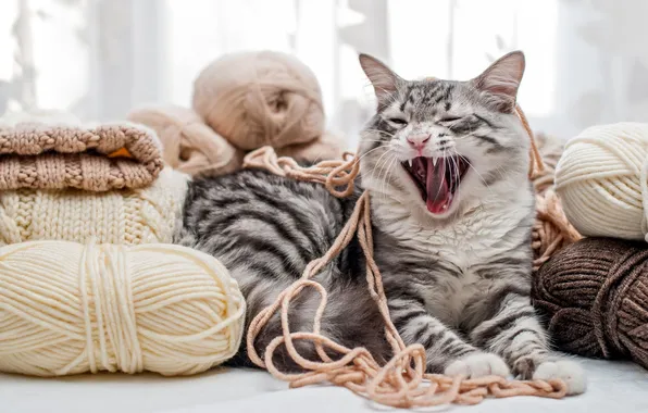 Language, cat, cat, pose, grey, mouth, lies, thread