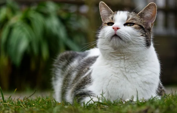 Cat, grass, cat, look, leaves, nature, glade, portrait